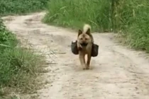 Chú chó thông minh ngày nào cũng ra đồng đưa cơm cho chủ