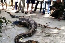 Thái Lan: Hoảng sợ phát hiện trăn dài bằng 2 tầng nhà nấp trong toilet