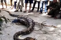 Thái Lan: Hoảng sợ phát hiện trăn dài bằng 2 tầng nhà nấp trong toilet