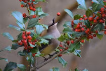 8 loài cây chúng ta vẫn thường xuyên tiếp xúc mà không biết chúng có độc