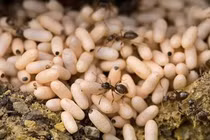 Loại trứng thần dược vào mùa, nhiều người đi săn kiếm bộn tiền