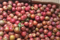 Mận hậu Mộc Châu trái mùa, năm nay giá rẻ bất ngờ