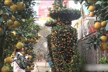 Ngắm quất lục bình khổng lồ cao hơn 3m giá 50 triệu đồng/cặp