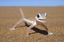 Những loài động vật trong suốt mà ít người tin chúng tồn tại