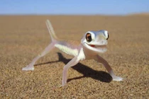 Những loài động vật trong suốt mà ít người tin chúng tồn tại