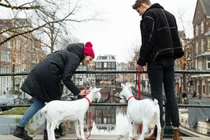 Video: Đến Amsterdam để được "tặng" chồng và hưởng trăng mật miễn phí