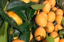 Vẫn chưa hết hot, loại quả nhỏ mà có võ khiến nhiều người mê đắm