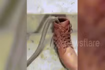 Video: Hoảng hồn phát hiện rắn chui vào giày