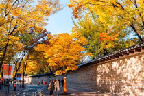 Video: Mùa lá chuyển màu đẹp tựa tiên cảnh ở vùng núi Hàn Quốc