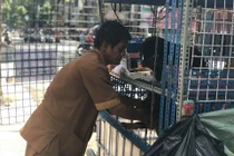 "Lão Hạc" thời @: Tần tảo nuôi "đàn con" hơn chục chú chó