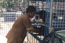 "Lão Hạc" thời @: Tần tảo nuôi "đàn con" hơn chục chú chó