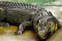 Bí mật về cá sấu "quái vật" khủng nhất thế giới