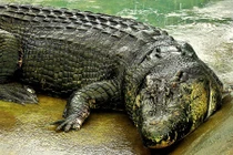 Bí mật về cá sấu "quái vật" khủng nhất thế giới