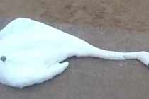 Du khách đối mặt với án tù vì giết hại thiên nga của Nữ hoàng Anh