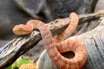 Cách nhận biết các loài rắn độc