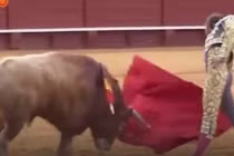 Video: Rùng mình cảnh bò tót húc rách chân đấu sĩ