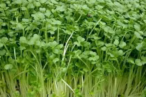 Loại rau giàu sắt gấp 4 lần rau chân vịt, giàu canxi gấp 4 lần sữa