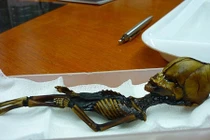 Tranh cãi về xác ướp tí hon nghi của người ngoài hành tinh