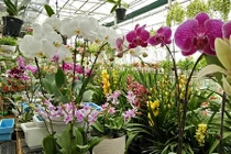 Đã mắt ngắm vườn hoa tết giữa lòng thành phố Sơn La