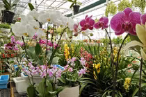 Đã mắt ngắm vườn hoa tết giữa lòng thành phố Sơn La