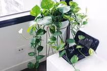 Loạt cây cảnh "nhỏ nhưng có võ" hút sạch chất độc hại trong nhà