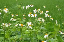 Cây mọc hoang ở Việt Nam không ngờ mang đến 9 tác dụng “thần kỳ"