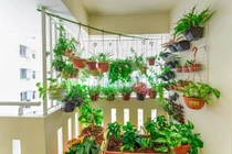 Những điều nhất định phải biết khi trồng cây ở ban công