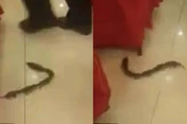 Náo loạn khi chục con chuột chơi “rồng rắn lên mây” tại nhà hàng