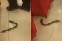 Náo loạn khi chục con chuột chơi “rồng rắn lên mây” tại nhà hàng