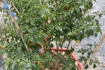 Loại ớt đắt nhất thế giới thành cây cảnh ở Việt Nam