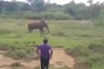 Video: Thôi miên voi, người đàn ông Sri Lanka mất cả mạng sống