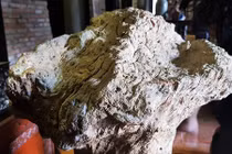 Chiêm ngưỡng khối gỗ nu hóa thạch hiếm có