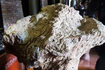 Chiêm ngưỡng khối gỗ nu hóa thạch hiếm có