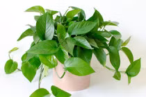 6 loại cây phong thuỷ nên trồng trong phòng ngủ giúp tăng tài vận