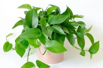 6 loại cây phong thuỷ nên trồng trong phòng ngủ giúp tăng tài vận