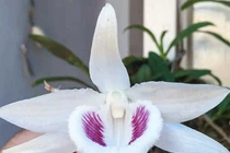 Giao dịch 'khủng' về lan đột biến có tin được không?