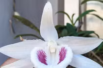 Giao dịch 'khủng' về lan đột biến có tin được không?