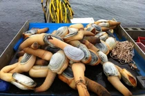 Ốc vòi voi 10 triệu/con, xót ví nhưng vẫn vung tiền mua