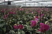 Nữ thạc sĩ chơi liều: Ôm 2 vạn gốc lan hồ điệp bán Tết