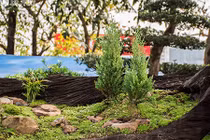 Ngắm bộ ba cây cảnh được hét giá hơn 2 tỉ đồng