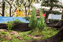 Ngắm bộ ba cây cảnh được hét giá hơn 2 tỉ đồng