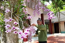 Lão nông xứ Tuyên 20 năm gây dựng vườn lan cổ tích 