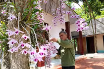 Lão nông xứ Tuyên 20 năm gây dựng vườn lan cổ tích 