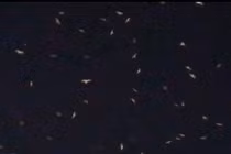 Video: Những vệt sáng bí ẩn “nhảy múa” trên bầu trời Mỹ