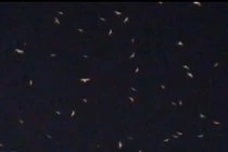 Video: Những vệt sáng bí ẩn “nhảy múa” trên bầu trời Mỹ