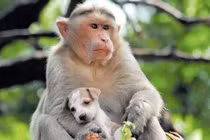 Cả bầy khỉ xuống núi, hung hãn tìm và “khủng bố” chó con