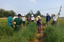 Đưa rau "vua" xuống ruộng, 6 tháng bán đã thu 36 triệu