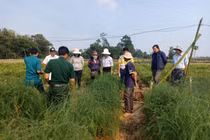 Đưa rau "vua" xuống ruộng, 6 tháng bán đã thu 36 triệu