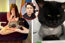 Trấn Thành khóc thét khi Hari Won “cạo sạch lông” thú cưng