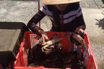 Sự thật về cua biển giá 50.000 đồng/kg